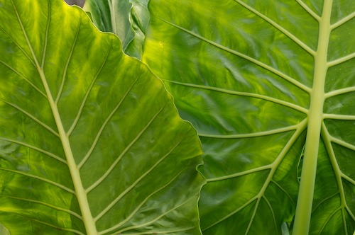 Abstract;Abstractions;botanical;botanicals;botany;flora;Foliage;Green;greenery;herb;herbage;Leaf;Leafy;Leaves;Patterns;plant;plants;Shapes;shrub;Textures;vegetation;Vein