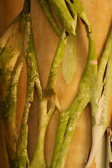 Abstract;Abstractions;Bark;Branch;Branches;Bush;Green;Herbaceous;Leafy;Orange;Patterns;Plant;Shapes;Shrub;Textures;Tree Trunk;Trees;Trunk;Woodland