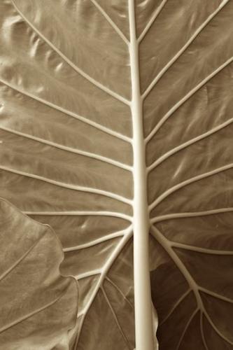 Abstractions;Patterns;Foliage;Leaf;Sepia;Leaves;Vein;Leafy;Shapes;Abstract;Green;Textures