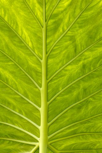 Textures;Shapes;Patterns;Abstractions;Abstract;Leaf;Leaves;Leafy;Foliage;Vein