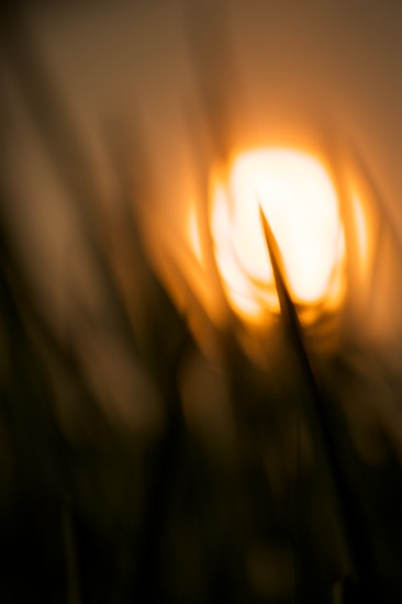botanical;botanicals;botany;Break of Day;close of day;Contour;Dawn;Daybreak;dusk;evening;eventide;First Light;flora;Form;Grass;greenery;herb;herbage;last Light;Morning;Orange;Outline;plant;plants;Profile;Shadow;Shape;shrub;Silhouette;Sky;sun;Sun-up;Sunlight;sunset;vegetation;Yellow