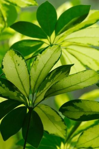 Botanicals;Plants;Leafy;Abstract;Shapes;Textures;Leaf;Plant;Patterns;Vein;Flora;tropical;Leaves;Abstractions;Foliage;Green;Botanical