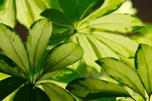 Abstractions;Textures;tropical;Abstract;Botanical;Shapes;Leaves;Botanicals;Vein;Flora;Leafy;Foliage;Leaf;Green;Patterns;Plant;Plants