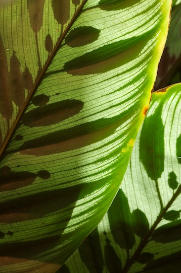 Abstract;Abstractions;Foliage;Leaf;Leafy;Leaves;Patterns;Shapes;Textures;tropical;Vein