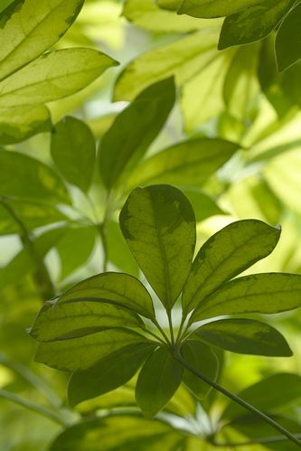 Textures;Shapes;Patterns;Abstractions;Abstract;Leaf;Leaves;Leafy;Foliage;Vein;tropical