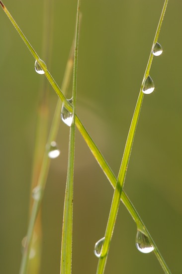 Abstract;Abstractions;botanical;botanicals;botany;Brown;damp;Dew;dewy;drop;droplet;flora;Grass;Green;greenery;herb;herbage;moisture;Patterns;plant;plants;Shapes;shrub;Textures;vegetation;water;wet