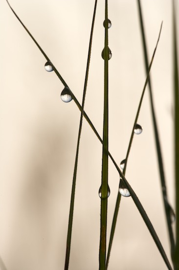 Abstract;Abstractions;Contour;damp;Dew;dewy;drop;droplet;Form;Grass;moisture;Outline;Patterns;Profile;Shadow;Shape;Shapes;Silhouette;Textures;water;wet