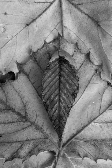 Abstract;Abstractions;Black and White;Botanical;Botanicals;botany;flora;Foliage;greenery;herb;herbage;Leaf;Leafy;Leaves;Patterns;plant;plants;Rust;Shapes;shrub;Still Life;Textures;Vegetation;Vein