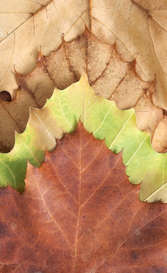 Abstract;Abstractions;botanical;botanicals;botany;Brown;flora;Foliage;greenery;herb;herbage;Leaf;Leafy;Leaves;Orange;Patterns;plant;plants;Rust;Shapes;shrub;Still Life;Tan;Textures;vegetation;Vein