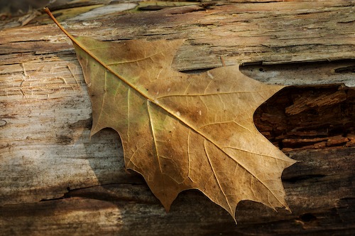 Abstract;Abstractions;botanical;botanicals;botany;Brown;Columbia;flora;Foliage;greenery;Henry Horton State Park;herb;herbage;Leaf;Leafy;Leaves;Orange;Patterns;plant;plants;Rust;Shapes;shrub;Still Life;Tan;Tennessee;Textures;vegetation;Vein