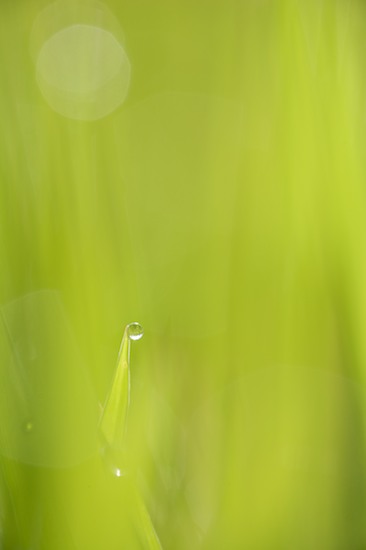 Abstract;Abstractions;damp;Dew;dewy;drop;droplet;Grass;moisture;Patterns;Shapes;Textures;water;wet