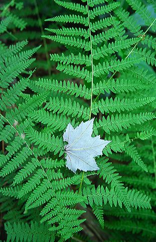 Fern;Leaf;Leaves;Nature;Forest;Trees;Abstract;Colorful;Plants;Botanical;Vegetation;Foliage;Abstractions;Patterns;Shapes;Textures