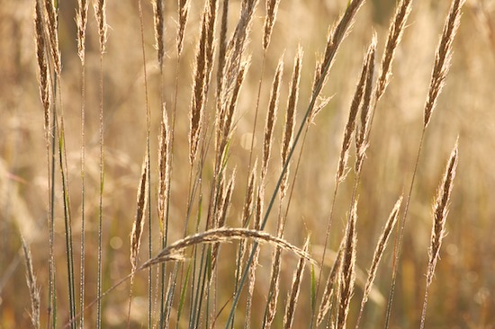 Botanical;Botanicals;botany;Break of Day;Brown;damp;Dawn;Daybreak;Dew;dewy;drop;droplet;First Light;flora;Grass;greenery;herb;herbage;moisture;Morning;plant;plants;Seed;Seed head;shrub;Sun-up;Sunlight;Sunrise;Tan;Vegetation;water;wet