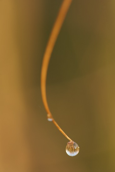 botanical;botanicals;botany;Damp;Dew;Dewy;Drop;Droplet;flora;Grass;greenery;herb;herbage;Moisture;plant;plants;reeds;shrub;vegetation;Water;Wet