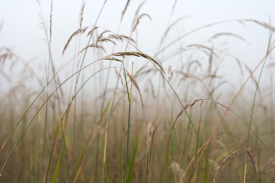 Abstract;Bead;Botanicals;Botany;Damp;Details;Dew;Dewey;Drop;Droplet;Flora;Fog;Foggy;Foliage;Grass;Greenery;Herb;Herbaceous;Herbage;Mist;Misty;Moisture;Morning;Obscured;Plants;Reflections;Vegetation;Water