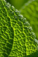 Abstract;Abstractions;Damp;Dew;Dewy;Drop;Droplet;Foliage;Green;Leaf;Leafy;Leaves