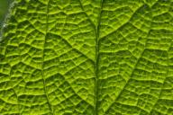 Abstract;Abstractions;Damp;Dew;Dewy;Drop;Droplet;Foliage;Green;Leaf;Leafy;Leaves