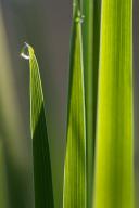 Abstract;Abstractions;botanical;botanicals;botany;Damp;Dew;Dewy;Drop;Droplet;flo