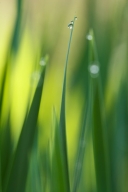 Abstract;Abstractions;botanical;botanicals;botany;Damp;Dew;Dewy;Drop;Droplet;flo