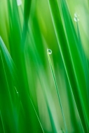 Abstract;Abstractions;Botanical;Botanicals;Calm;Close-up;Dew;Droplets;Drops;Flor
