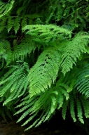 botanical;botanicals;botany;California;Fern-Canyon;flora;greenery;herb;herbage;p