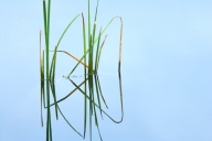 Abstract;Abstractions;Grass;Patterns;Pond;Shapes;Textures