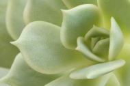 Succulent;Cactus;vegetation;Alabaster-Rose;herb;Lola;plants;plant;Green;shrub;bo