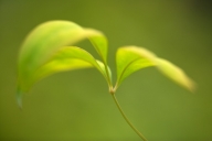 Abstract;botanical;botanicals;botany;flora;Foliage;Green;greenery;herb;herbage;L