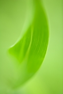 Abstract;Abstractions;botanical;botanicals;botany;flora;Green;greenery;herb;herb