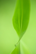 Abstract;Abstractions;botanical;botanicals;botany;Damp;Dew;Dewy;Drop;Droplet;flo