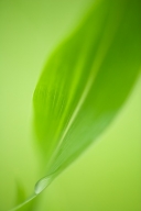 Abstract;Abstractions;botanical;botanicals;botany;Damp;Dew;Dewy;Drop;Droplet;flo