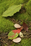 Green;Leaf;Vein;Needle;Leaves;Tan;Foliage;Pine-Needle;Leafy;Danbury;Brown;Red;No