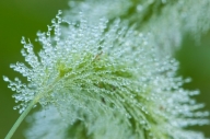 Damp;Dew;Dewy;Drop;Droplet;Grass;Green;Moisture;Seed-Head;Water;Wet
