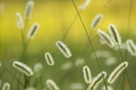 Damp;Dew;Dewy;Drop;Droplet;Gold;Grass;Green;Moisture;Seed-Head;Water;Wet;Yellow