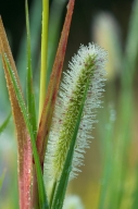 Brown;Damp;Dew;Dewy;Drop;Droplet;Grass;Grass-Seed-Head;Green;Moisture;Red;Tan;Wa