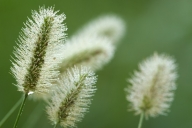 Damp;Dew;Dewy;Drop;Droplet;Grass;Green;Moisture;Seed-Head;Water;Wet