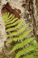 Appalachian-Trail;Bark;botanical;botanicals;botany;Branch;Branches;Fern;flora;gr