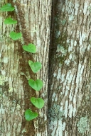 Abstract;Abstractions;Bark;Botanical;Botanicals;botany;Branch;Branches;Brown;Bus