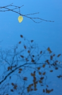 Abstract;Abstractions;Autumn;Blue;Branch;Branches;Emerald-Lake;Fall;Foliage;Leaf