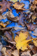 Abstract;Abstraction;Autumn;Blue;Brown;Close-up;Fall;Fallen;Fallen-Leaves;Foliag