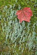 Abstract;Abstractions;Ataya-Tract;Botanical;Botanicals;botany;Cumberland-Gap-Nat