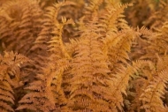 greenery;Ferns;Brown;plant;Fern;botany;botanical;vegetation;Autumn;botanicals;he