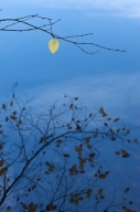 Abstract;Abstractions;Autumn;Blue;Branch;Branches;Emerald-Lake;Fall;Foliage;Leaf