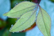 Blue;Botanical;Color;Damp;Dew;Dewy;Drop;Droplet;Ferns;Foliage;Gray;Green;Leaf;Le