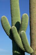 Abstract;Abstractions;Arizona;Blue;Botanical;Botanicals;botany;Cactus;flora;Gree