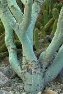 Aqua;Arizona;botanical;botanicals;botany;Cactus;flora;Green;greenery;herb;herbag
