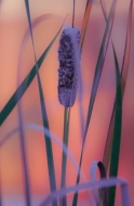 Botanical;Calm;Cattails;Close-up;Flowers-Plants;Harriman-State-Park;Healing;Heal
