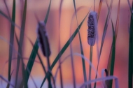 Botanical;Calm;Cattails;Close-up;Flowers-Plants;Harriman-State-Park;Healing;Heal