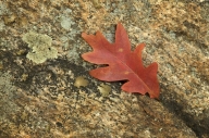 Autumn;Boulder;Brown;Fall;Foliage;Geological;Geology;Leaf;Leafy;Leaves;Lichen;Ne