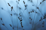 Abstract;Blue;botanical;botanicals;botany;flora;Grass;greenery;herb;herbage;New-